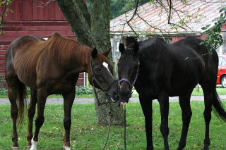 Tigon & Teddy (Buds)