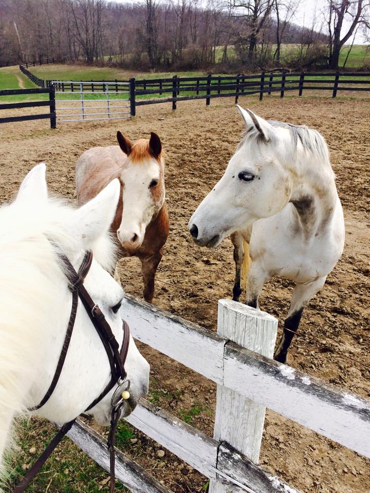 Roanie (strawberry roan), Breezy (dapple grey), Paddy (in tack)